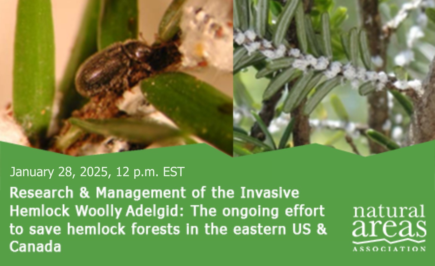 Research & Management of the Invasive Hemlock Woolly Adelgid: The ongoing effort to save hemlock forests in the eastern US & Canada