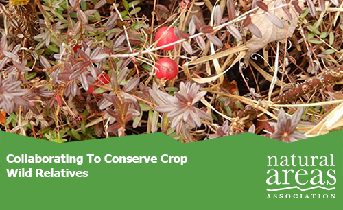 Collaborating to Conserve Crop Wild Relatives.