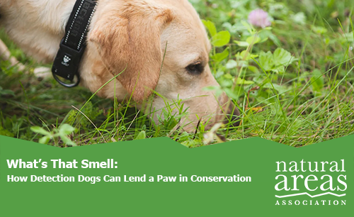 What’s that Smell? How Detection Dogs Can Lend a Paw in Conservation