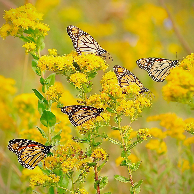 Monarch butterflies on yellow flowers