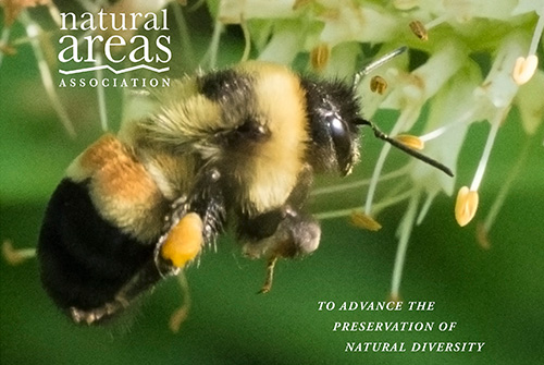 Cover of Natural Areas Journal - Bumblebee