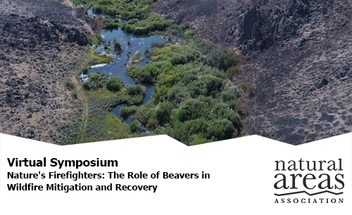 Virtual Symposium, Nature's Firefighters: The Role of Beavers in Wildfire Mitigation and Recovery