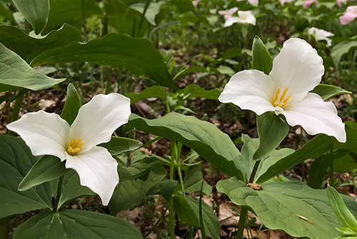 Trillium flowers in forest